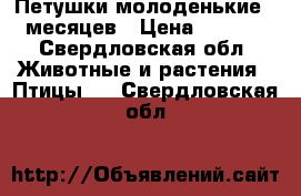 Петушки молоденькие ,5 месяцев › Цена ­ 1 000 - Свердловская обл. Животные и растения » Птицы   . Свердловская обл.